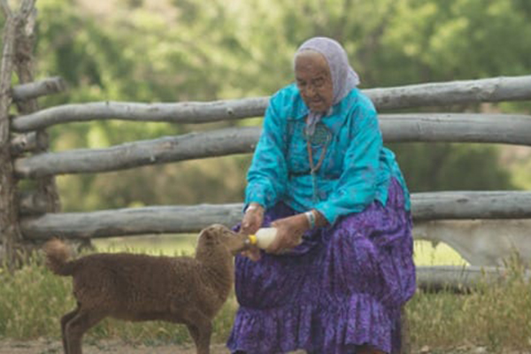 An older Navajo woman bottle feeds a brown lamb