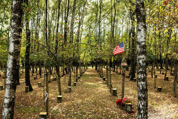 Rows of trees and memorial markers of Battle of the Bulge soldiers WWII