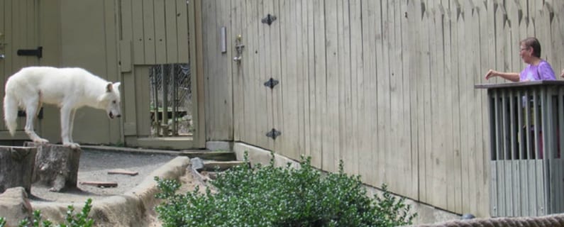 Diana_header