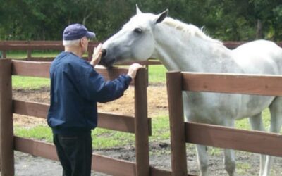 Jack Spends the Day with Show Horses