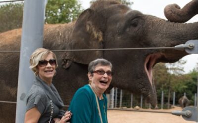 Jenny Meets an Elephant