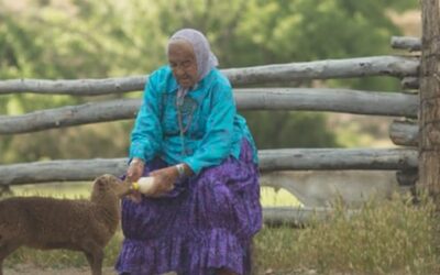 Sue Surrounds Herself with Sheep