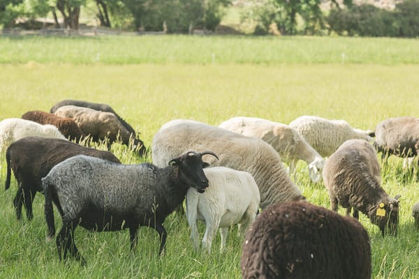 suesheep3 1