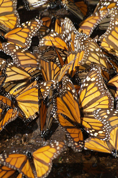 Monarch butterflies cluster together.