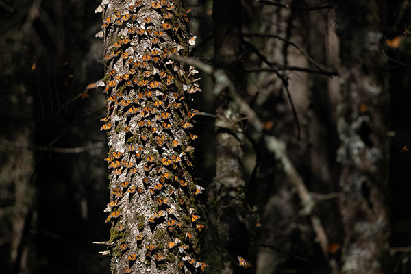 Monarch butterflies cover a tree trunk in the forest.