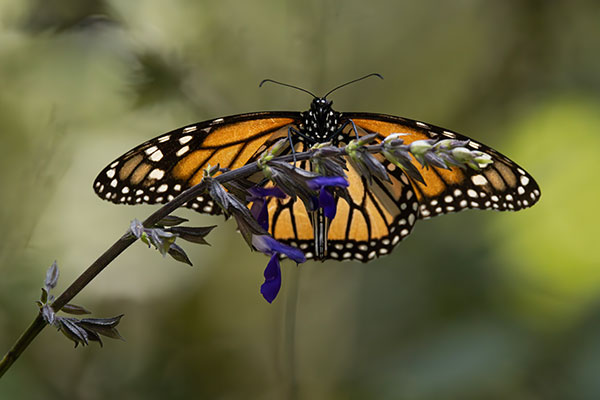 Monarch-Butterfly-Migration-Mexico-Photography-Wish A monarch butterfly rests on flowering plant.