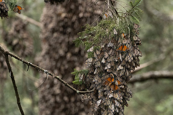 AARP-Wish-Center-For-Family-History copy Monarch butterflies cluster together on a forest tree limb.