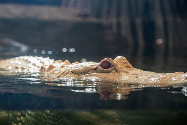 A white alligator swims on the surface of the water.