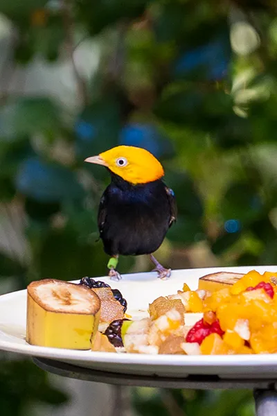 A black bird with a yellow head perches next to a plate of fruit in an indoor habitat.