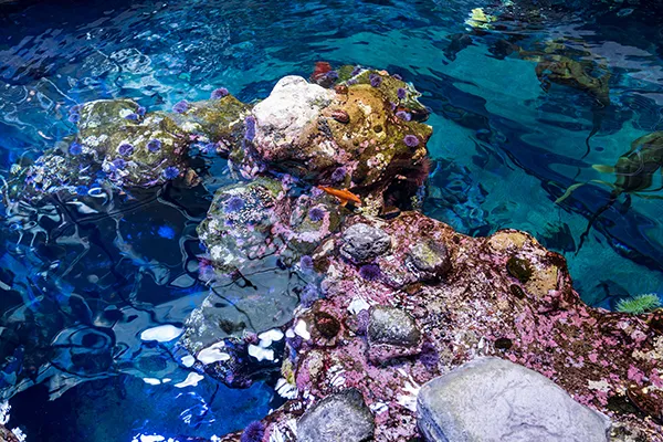 Clear blue water surrounds a coral reef at an indoor habitat.