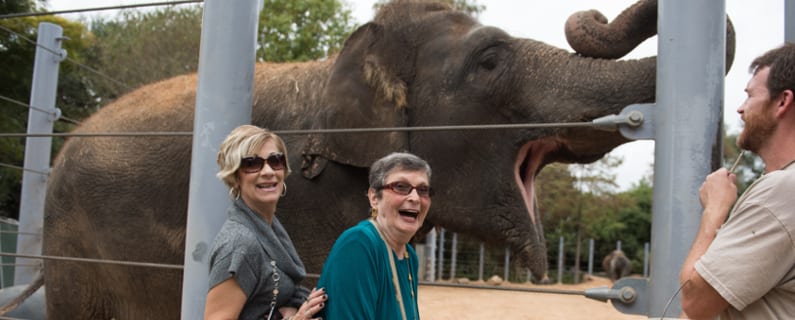 Jenny Meets an Elephant